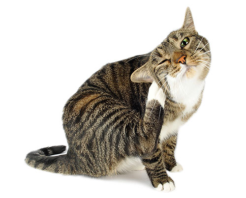 Ständige Flohbisse können bei der Katze zu schweren Dermatitis aufgrund des ständigen Kratzens führen. Ständige Flohbisse können bei der Katze zu schweren Dermatitis aufgrund des ständigen Kratzens führen