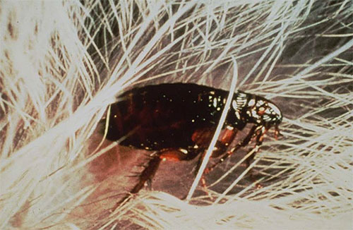 Moderne Insektizide wirken effektiv gegen Flöhe und sind dabei für Menschen und Tiere relativ sicher. Moderne Insektizide wirken effektiv gegen Flöhe und sind dabei für Menschen und Tiere relativ sicher.