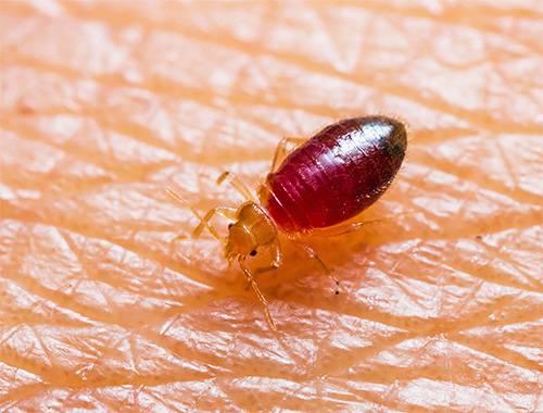 Zur Bekämpfung von Bettwanzen sind moderne insektizide Präparate vorzuziehen. Zur Bekämpfung von Bettwanzen sind moderne insektizide Präparate vorzuziehen.