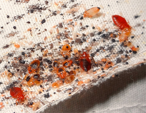 Petroleum ist wirksam, wenn man es direkt auf das Wanzennest aufträgt: Bei den Insekten wird die Atmungsfunktion über die Stigmen am Körper gestört Petroleum ist wirksam, wenn man es direkt auf das Wanzennest aufträgt: Bei den Insekten wird die Atmungsfunktion über die Stigmen am Körper gestört
