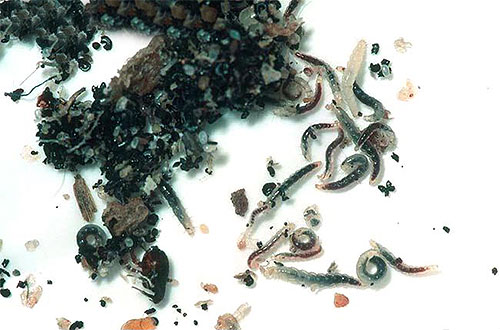 Die Larven der Hühnerflöhe wimmeln normalerweise zwischen dem Futter und dem Kot der Vögel. Die Larven von Hühnerflöhen wimmeln normalerweise zwischen Futter und Kot der Vögel.