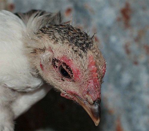 Beim ersten Auftreten von Hühnerflöhen sollte sofort mit der Behandlung der Vögel begonnen werden. Beim ersten Auftreten von Hühnerflöhen sollte sofort mit der Behandlung der Vögel begonnen werden.