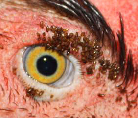 Auf dem Foto – eine Ansammlung von Hühnerflöhen um die Augen des Vogels Auf dem Foto – eine Ansammlung von Hühnerflöhen um die Augen des Vogels