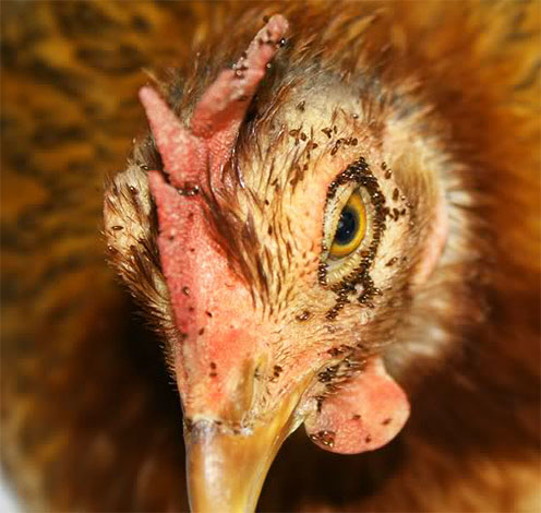 Eine so große Anzahl von Hühnerflöhen kann zum Tod des Vogels führen. Eine so große Anzahl von Hühnerflöhen kann zum Tod des Vogels führen.