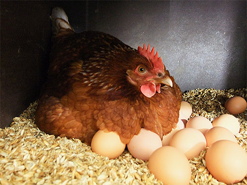 Erwachsene Hühnerflöhe fühlen sich außerhalb des Vogelkörpers, selbst unter einer Henne im Nest, nicht sehr wohl. Erwachsene Hühnerflöhe fühlen sich außerhalb des Vogelkörpers, selbst unter einer Henne im Nest, nicht sehr wohl.