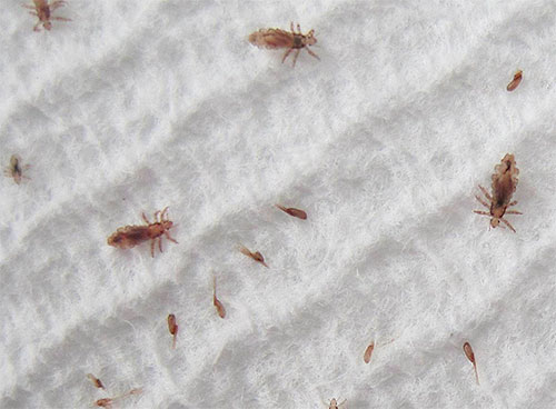 Tote und geschwächte Läuse, die aus dem Haar gekämmt werden, sind auf einem weißen Tuch besonders gut sichtbar Tote und geschwächte Läuse, die aus dem Haar gekämmt werden, sind auf einem weißen Tuch besonders gut sichtbar