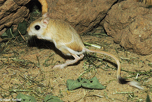 Obwohl die Pest heute von der Welt fast vergessen ist, kann man ihre Erreger immer noch in Kolonien von Springmäusen in Zentralasien finden. Obwohl die Pest heute von der Welt fast vergessen ist, kann man ihre Erreger immer noch in Kolonien von Springmäusen in Zentralasien finden.