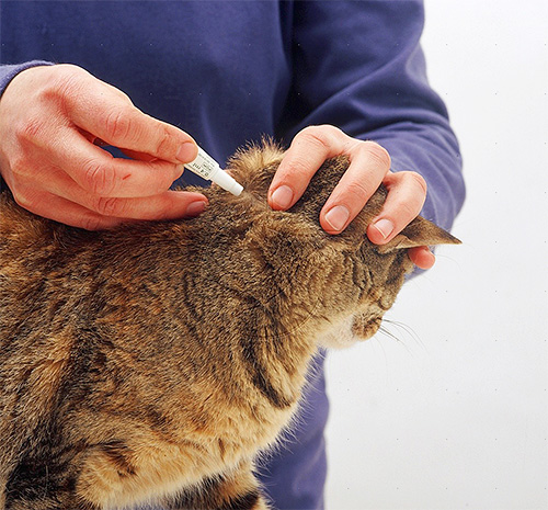 Behandlung der Katze mit Flohtropfen auf das Genick Behandlung der Katze mit Flohtropfen auf das Genick