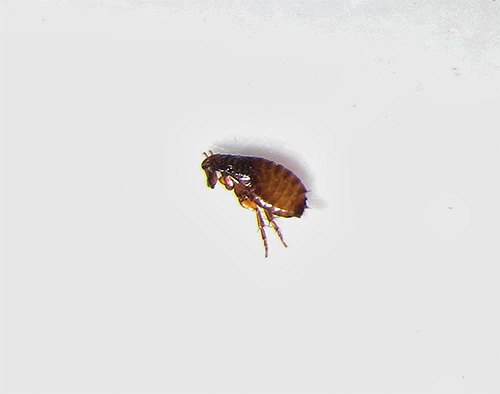 Moderne Insektizide führen zu einem recht schnellen Absterben der Flöhe und sind dabei relativ sicher für Tiere und Menschen... Moderne Insektizide führen zu einem recht schnellen Absterben der Flöhe und sind dabei relativ sicher für Tiere und Menschen.