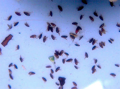Der Einsatz moderner Insektizide ermöglicht es, selbst eine große Anzahl von Flöhen in der Wohnung relativ schnell loszuwerden. Der Einsatz moderner Insektizide ermöglicht es, selbst eine große Anzahl von Flöhen in der Wohnung relativ schnell loszuwerden