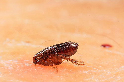 Im Durchschnitt leben Flöhe nicht lange, wobei die Umgebungsbedingungen einen erheblichen Einfluss auf ihre Lebensdauer haben. Im Durchschnitt leben Flöhe nicht lange, wobei die Umgebungsbedingungen einen erheblichen Einfluss auf ihre Lebensdauer haben
