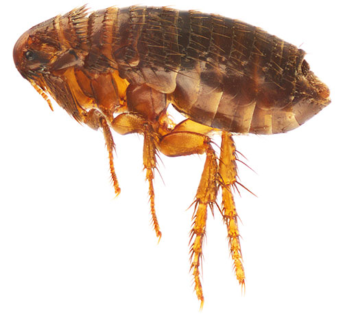 Bei korrekter Behandlung des Tieres verursacht das Spray bei den Flöhen eine Lähmung, woraufhin die Insekten ziemlich schnell sterben. Bei korrekter Behandlung des Tieres verursacht das Spray bei den Flöhen eine Lähmung, woraufhin die Insekten ziemlich schnell sterben.