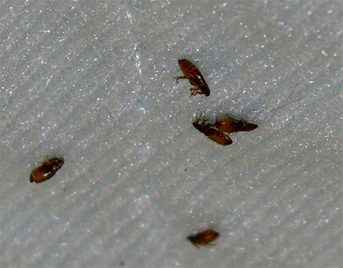 Die Insektizide in modernen Sprays wirken schnell und effektiv auf Flöhe, ohne dem Tier zu schaden. Die Insektizide in modernen Sprays wirken schnell und effektiv auf Flöhe, ohne dem Tier zu schaden.