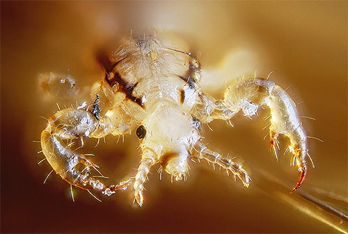 Moderne Läuse sind leider oft gegen viele Insektizide resistent