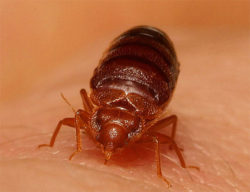 Larve der Bettwanze unter Vergrößerung Larve der Bettwanze unter Vergrößerung