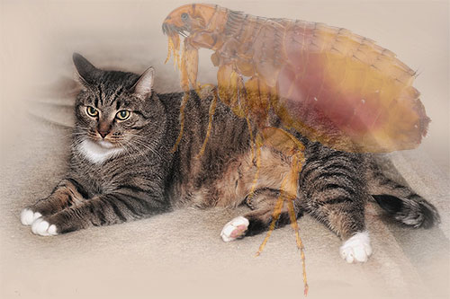 Flöhe können bei einer Hauskatze jederzeit auftreten. Lassen Sie uns einen Blick darauf werfen, was in einer solchen Situation zu tun ist, um den Stubentiger schnell und sicher von den Parasiten zu befreien. Flöhe können bei einer Hauskatze jederzeit auftreten. Lassen Sie uns einen Blick darauf werfen, was in einer solchen Situation zu tun ist, um den Stubentiger schnell und sicher von den Parasiten zu befreien.