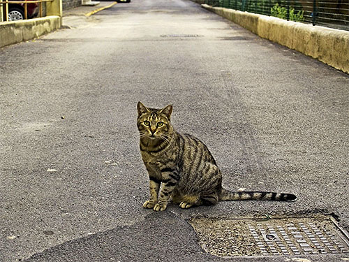 Flohhalsbänder eignen sich besonders gut zum Schutz vor Flöhen für Katzen, die häufig draußen unterwegs sind. Flohhalsbänder eignen sich besonders gut zum Schutz vor Flöhen für Katzen, die häufig draußen unterwegs sind.