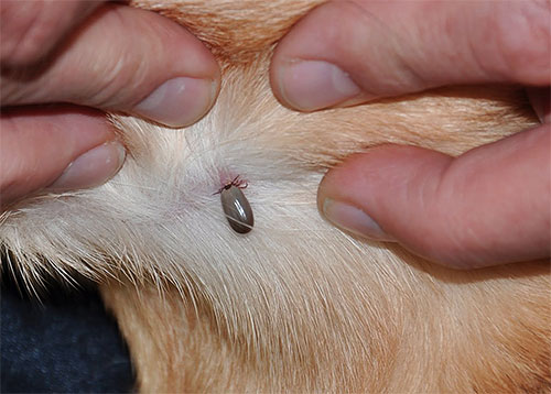Eine Katze kann nicht nur durch Flohbisse geplagt werden, sondern auch durch andere Insekten, zum Beispiel Zecken, Haarlinge... Eine Katze kann nicht nur durch Flohbisse geplagt werden, sondern auch durch andere Insekten, zum Beispiel Zecken, Haarlinge...