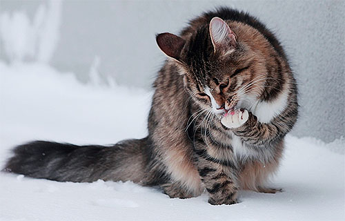 Nach dem Auftragen des Flohsprays auf das Fell der Katze darf das Tier mehrere Stunden lang nicht lecken. Nach dem Auftragen des Flohsprays auf das Fell der Katze darf das Tier mehrere Stunden lang nicht lecken.