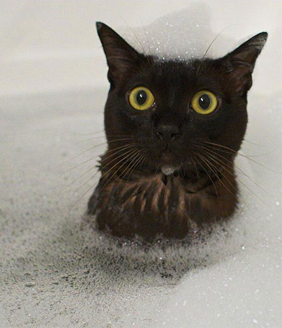 Beim Waschen der Katze mit einem Insektizid-Shampoo ist es wichtig, darauf zu achten, dass der Schaum nicht in die Augen oder den Mund gelangt. Beim Waschen der Katze mit einem Insektizid-Shampoo ist es wichtig, darauf zu achten, dass der Schaum nicht in die Augen oder den Mund gelangt.