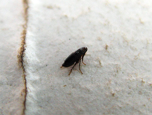 Ein charakteristisches Merkmal von Flöhen ist ihre Sprungfähigkeit Ein charakteristisches Merkmal von Flöhen ist ihre Sprungfähigkeit