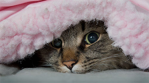 Flöhe leben nicht dauerhaft auf der Katze, man findet sie oft im Katzenbett Flöhe leben nicht dauerhaft auf der Katze, man findet sie oft im Katzenbett