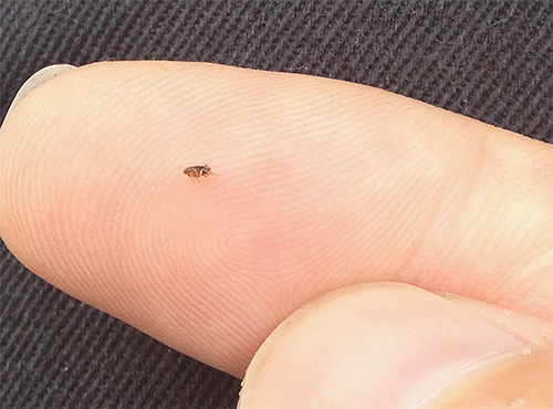 Das Auftreten von Flöhen im Haus bringt für die Besitzer immer viele Unannehmlichkeiten mit sich. Lassen Sie uns sehen, was zu tun ist, um den Raum schnell von Parasiten zu befreien... Das Auftreten von Flöhen im Haus bringt für die Besitzer immer viele Unannehmlichkeiten mit sich. Lassen Sie uns sehen, was zu tun ist, um den Raum schnell von Parasiten zu befreien...