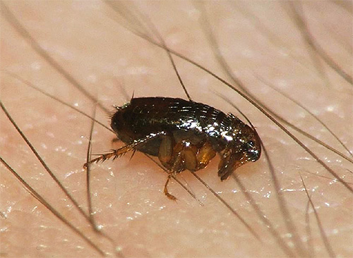 Selbst ein einziger im Haus entdeckter Floh ist ein Grund, eine gründliche sanitäre Reinigung der Wohnung durchzuführen. Selbst ein einziger im Haus entdeckter Floh ist ein Grund, eine gründliche sanitäre Reinigung der Wohnung durchzuführen.
