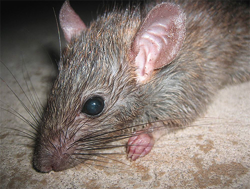In großen Mengen können Flöhe in Kellern vorkommen, wo sie zum Beispiel auf Ratten parasitieren. In großen Mengen können Flöhe in Kellern vorkommen, wo sie zum Beispiel auf Ratten parasitieren.