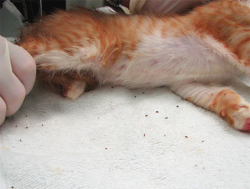 Flöhe auf der Katzenunterlage Flöhe auf der Katzenunterlage