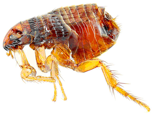 Die Insektizide in den Blohnet Tropfen verursachen eine schnelle Lähmung und Abtötung von Flöhen. Die Insektizide in den Blohnet Tropfen verursachen eine schnelle Lähmung und Abtötung von Flöhen.