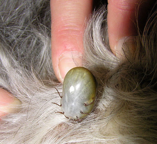 Bei Entdeckung einer Zecke muss Blohnet direkt auf den Parasiten aufgetragen werden. Bei Entdeckung einer Zecke muss Blohnet direkt auf den Parasiten aufgetragen werden.