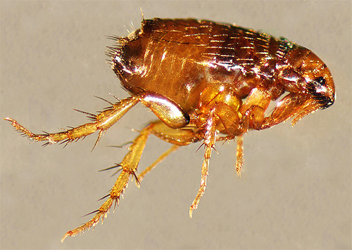 Die Kombination mehrerer Insektizide in den Blochnet-Mitteln ermöglicht es, nicht nur vorhandene Parasiten abzutöten, sondern auch neue abzuschrecken. Die Kombination mehrerer Insektizide in den Blochnet-Mitteln ermöglicht es, nicht nur vorhandene Parasiten abzutöten, sondern auch neue abzuschrecken.