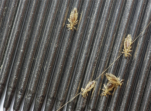 Auf dem Foto: Läuse, die mit einem speziellen Kamm ausgekämmt wurden