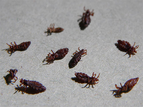 Die neuen Insektizide führen zu einer schnellen Lähmung und zum Tod der Insekten Die neuen Insektizide führen zu einer schnellen Lähmung und zum Tod der Insekten