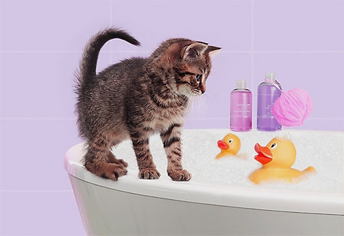Insektizides Shampoo schäumt genauso auf wie normales und wird auf den Körper des Kätzchens aufgetragen.
