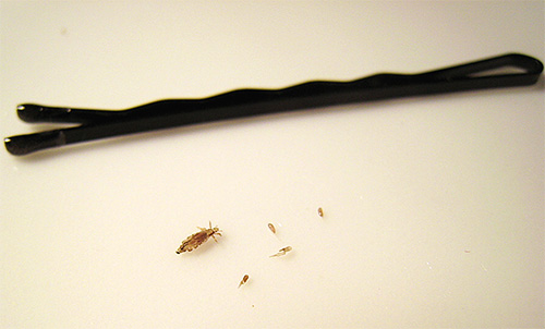 Zur Vorbeugung von Läusebefall bei Ihrem Kind erlauben Sie ihm nicht, fremde Hygieneartikel und Haarpflegeprodukte zu benutzen. Zur Vorbeugung von Läusebefall bei Ihrem Kind erlauben Sie ihm nicht, fremde Hygieneartikel und Haarpflegeprodukte zu benutzen.