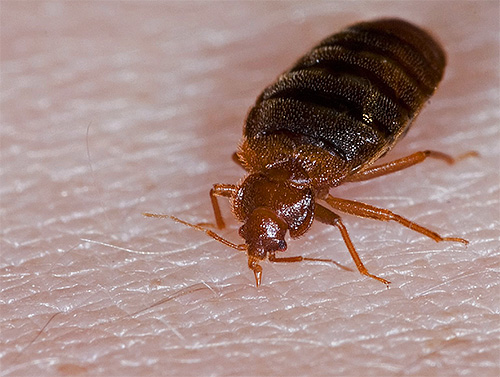 Von anderen Insekten unterscheiden sich Wanzen durch ihren flachen Körper und ihre sechs Beine. Von anderen Insekten unterscheiden sich Wanzen durch ihren flachen Körper und ihre sechs Beine.