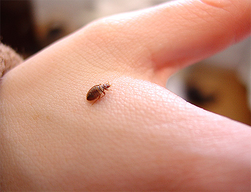 Bei den ersten Verdachtsmomenten auf Wanzen in der Wohnung ist es wichtig, die Insekten selbst zu entdecken. Bei den ersten Verdachtsmomenten auf Wanzen in der Wohnung ist es wichtig, die Insekten selbst zu entdecken.