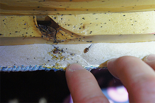 Besteht der Verdacht, dass sich Wanzen in der Wohnung eingenistet haben, sollte zunächst die Möbel, insbesondere das Bett, gründlich untersucht werden. Besteht der Verdacht, dass sich Wanzen in der Wohnung eingenistet haben, sollte zunächst die Möbel, insbesondere das Bett, gründlich untersucht werden.