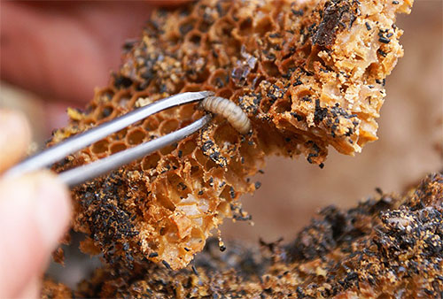 So sehen die Larven der Wachsmotte aus, die in Bienenwaben leben. So sehen die Larven der Wachsmotte aus, die in Bienenwaben leben
