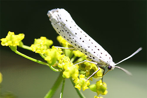 Schmetterling der Traubenkirschen-Gespinstmotte auf einer Blüte Schmetterling der Traubenkirschen-Gespinstmotte auf einer Blüte