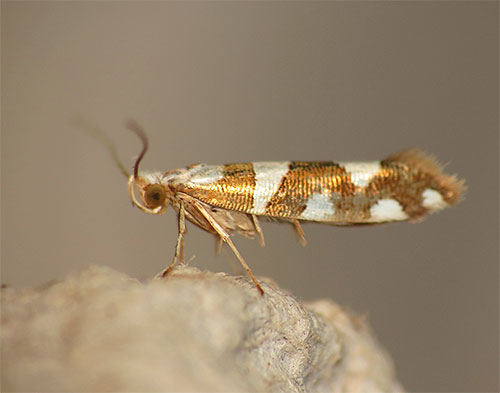 Auf dem Foto ist der Schmetterling der Motte Argyresthia brockeella zu sehen Auf dem Foto ist der Schmetterling der Motte Argyresthia brockeella zu sehen