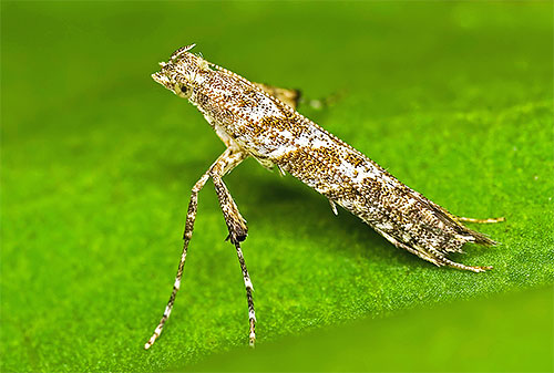 Die Miniermotte Caloptilia hemidactylella legt ihre Flügel zu einer schmalen Röhre zusammen Die Miniermotte Caloptilia hemidactylella legt ihre Flügel zu einer schmalen Röhre zusammen