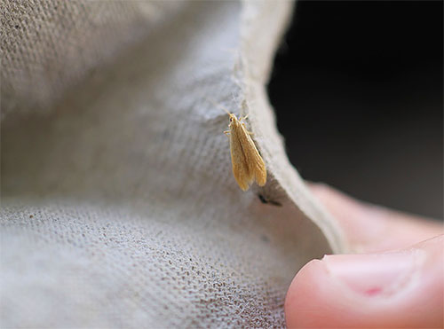 Ein Weibchen der Kleidermotte, das auf der Kleidung in einem Schrank krabbelt Ein Weibchen der Kleidermotte, das auf der Kleidung in einem Schrank krabbelt