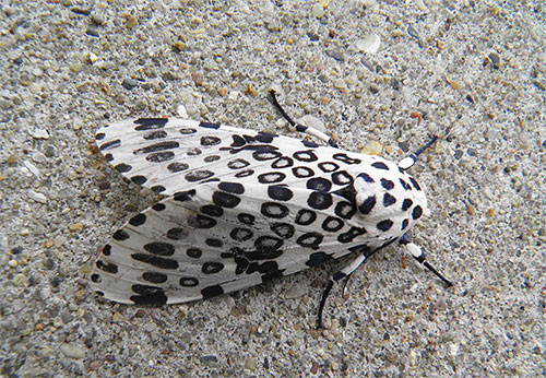 Leopardenmotte Leopardenmotte