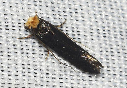 Falter der Motte Ceratophaga vicinella in Nahaufnahme Falter der Motte Ceratophaga vicinella in Nahaufnahme