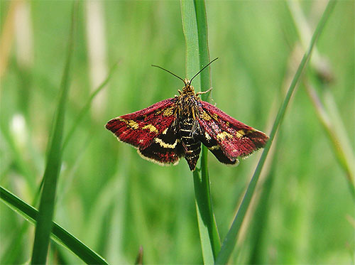Das Foto zeigt die in Europa vorkommende Motte Pyrausta purpuralis Das Foto zeigt die in Europa vorkommende Motte Pyrausta purpuralis