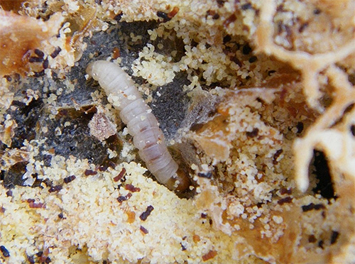 Das Foto zeigt eine Raupe der Lebensmittelmotte, die sich gerne an Getreide und Mehl in der Küche gütlich tut. Das Foto zeigt eine Raupe der Lebensmittelmotte, die sich gerne an Getreide und Mehl in der Küche gütlich tut.