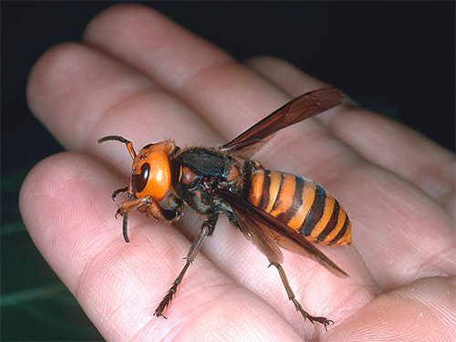 Nach einem Stich einer asiatischen Hornisse (siehe Foto) entwickelt sich bei einem Menschen neben den akuten Schmerzen eine starke Schwellung des vom Gift betroffenen Gewebes. Nach einem Stich einer asiatischen Hornisse (siehe Foto) entwickelt sich bei einem Menschen neben den akuten Schmerzen eine starke Schwellung des vom Gift betroffenen Gewebes.